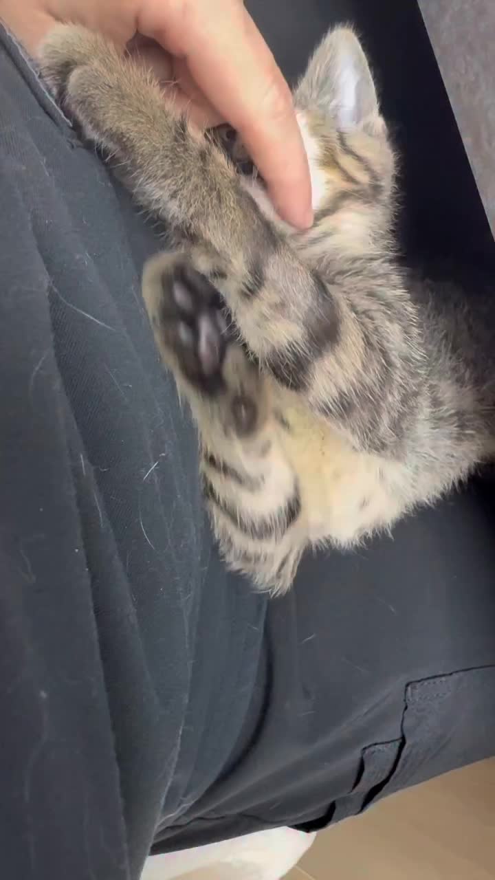 @catnipcrazee
