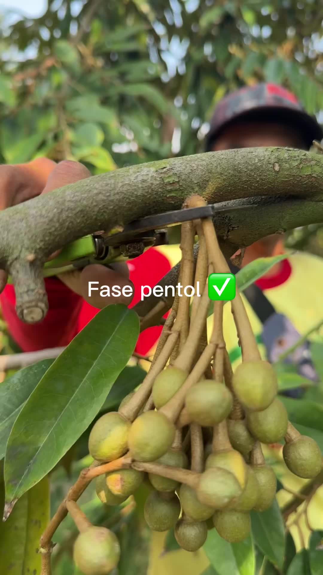 @AA KADU