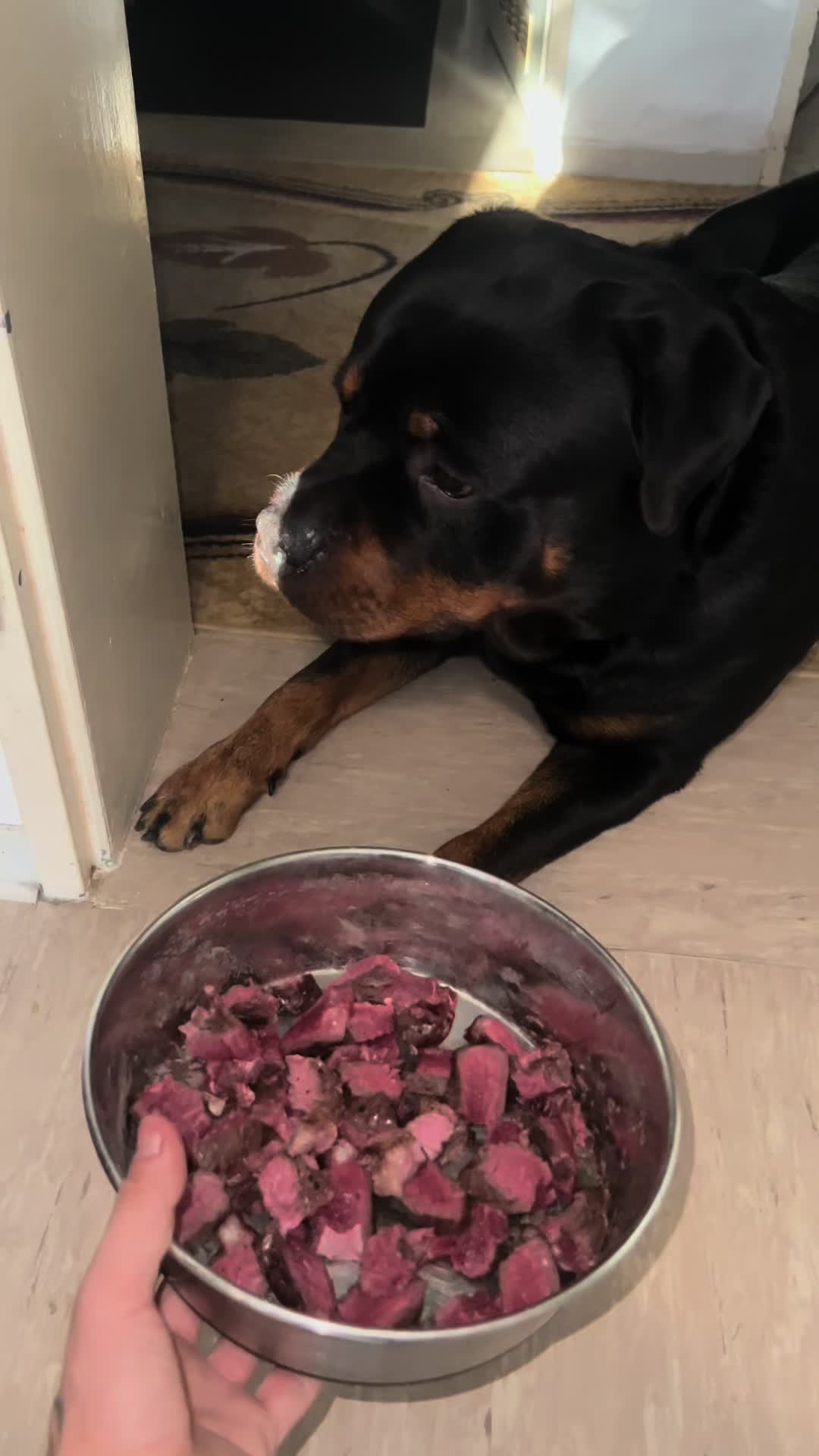 @Lucifer_Rottweiler