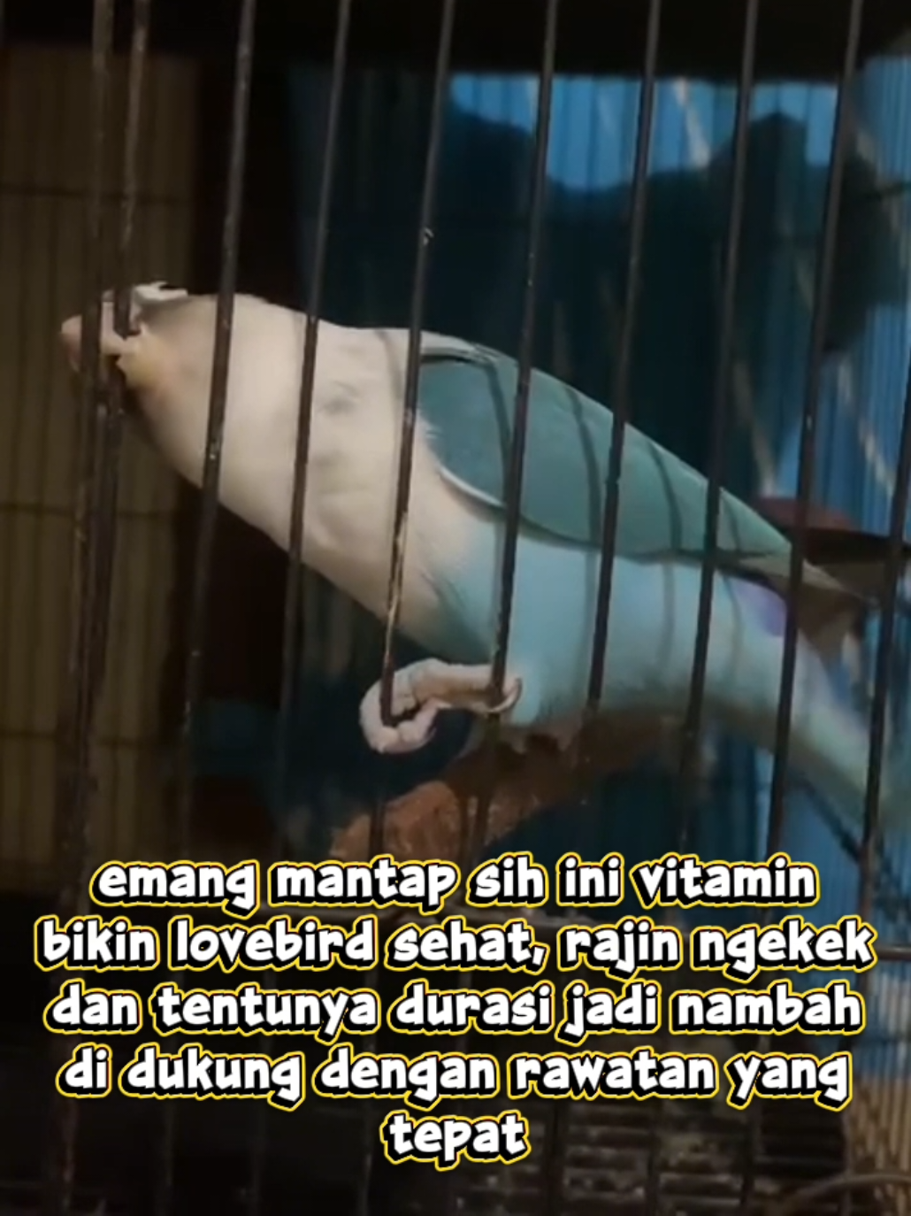 @boy kicau