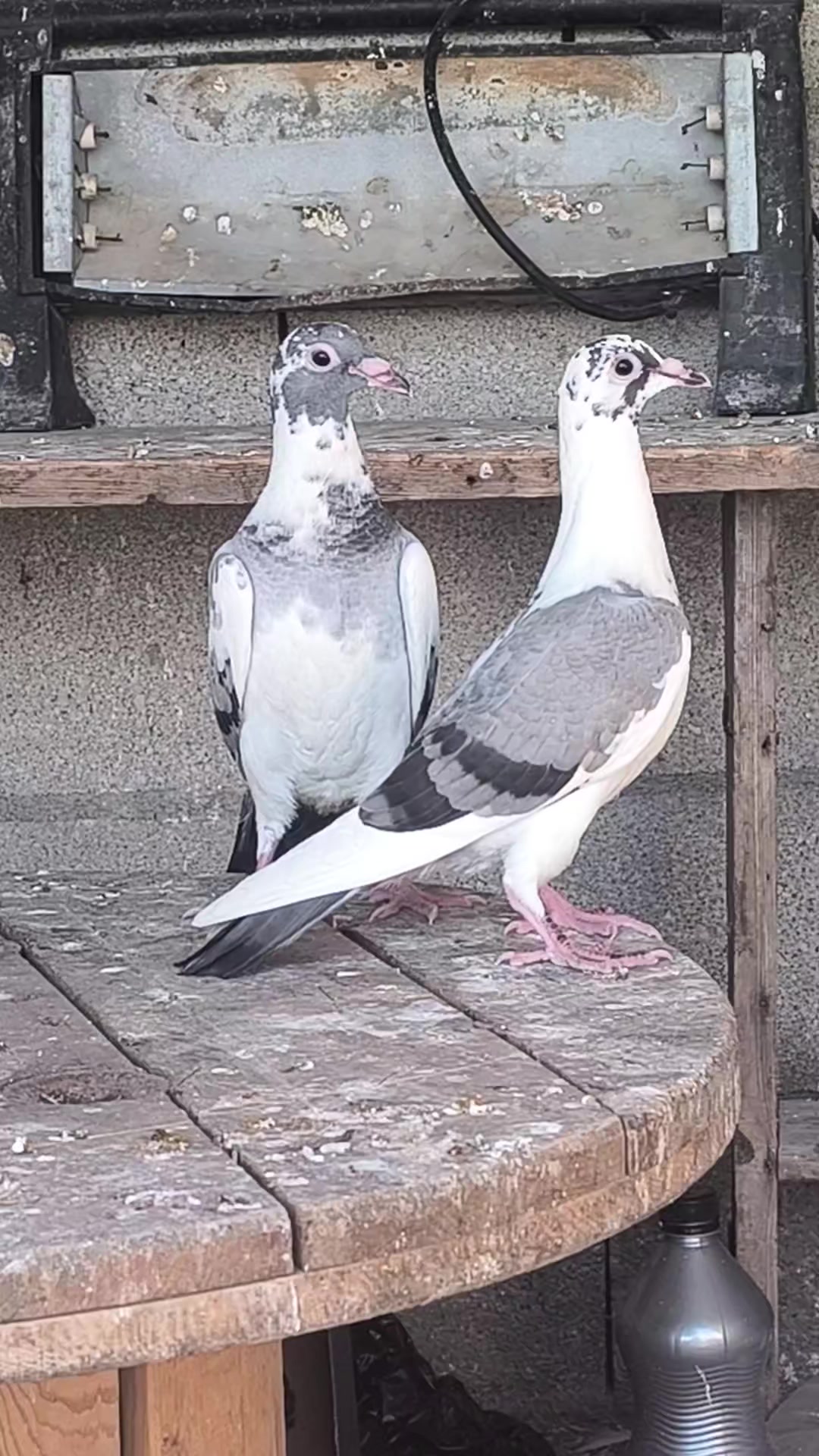 @Mustafaa Dolğun