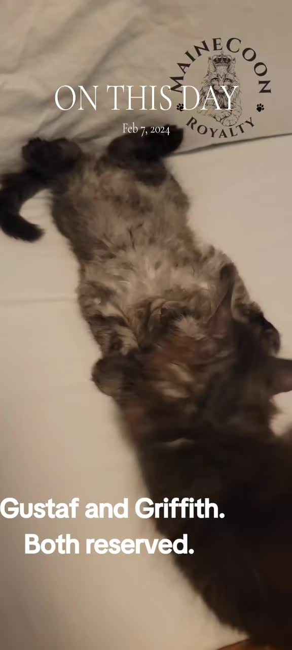 @MaineCoon Royalty