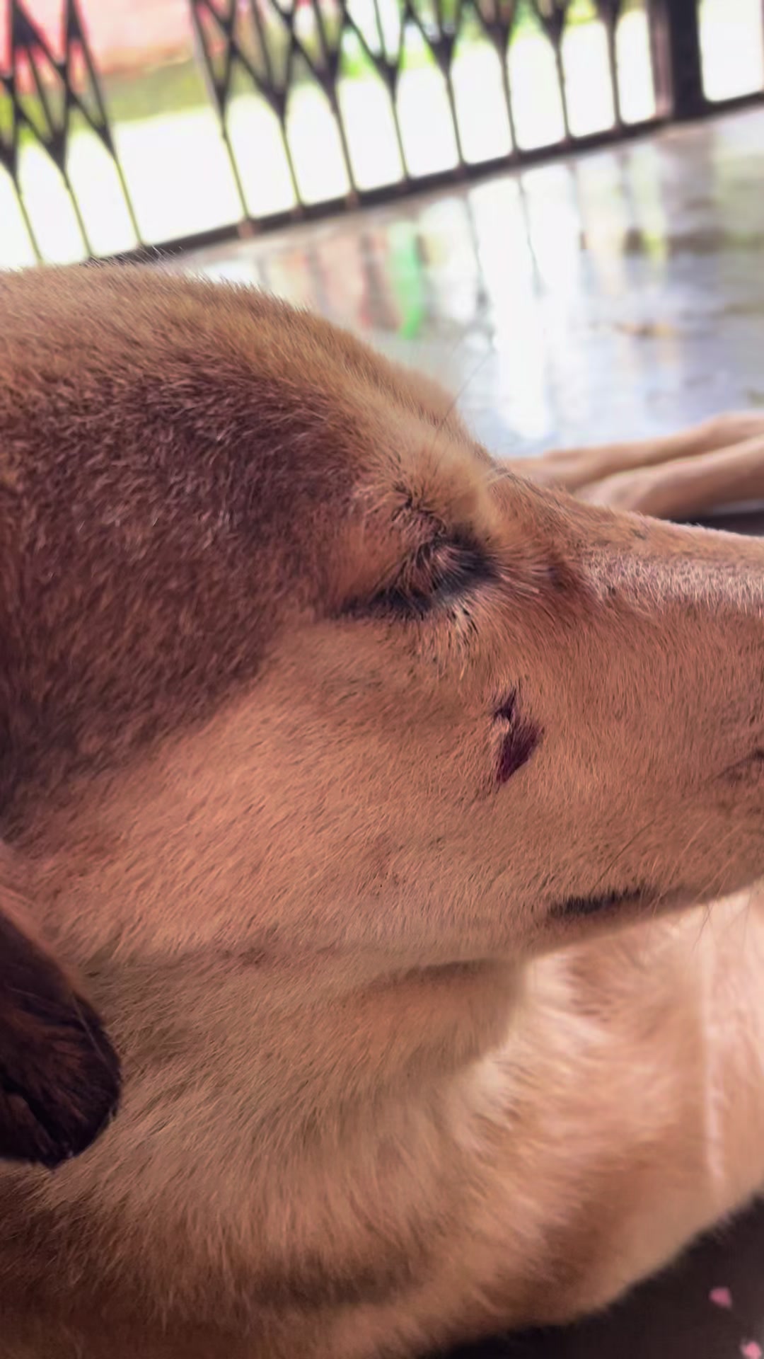 @🧿Mayara pukuli🐕🧿