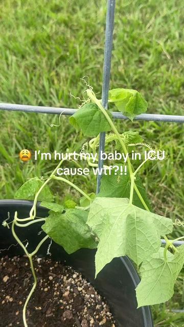 @LifeInTiffianysGarden👩🏾🌾🌱