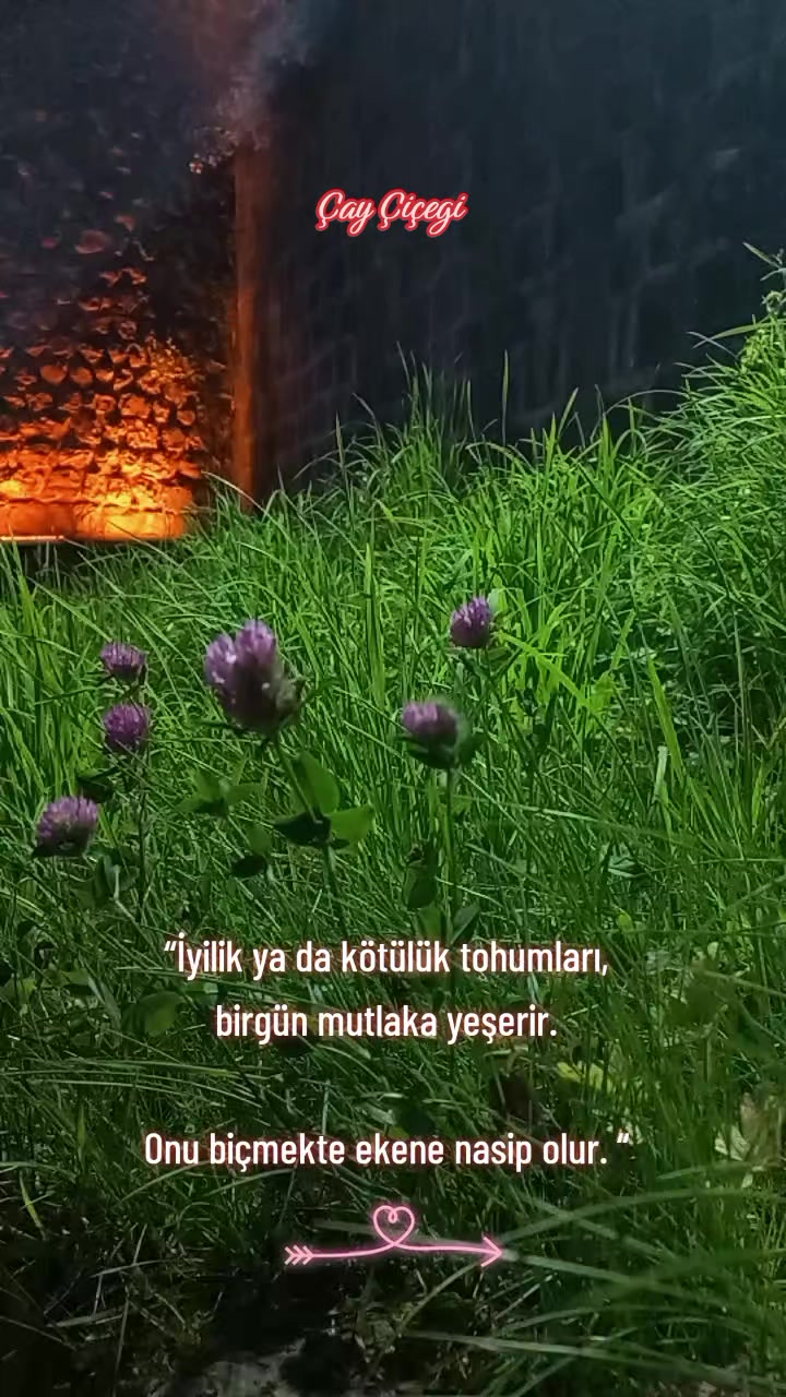 @Çay çiçeği-53