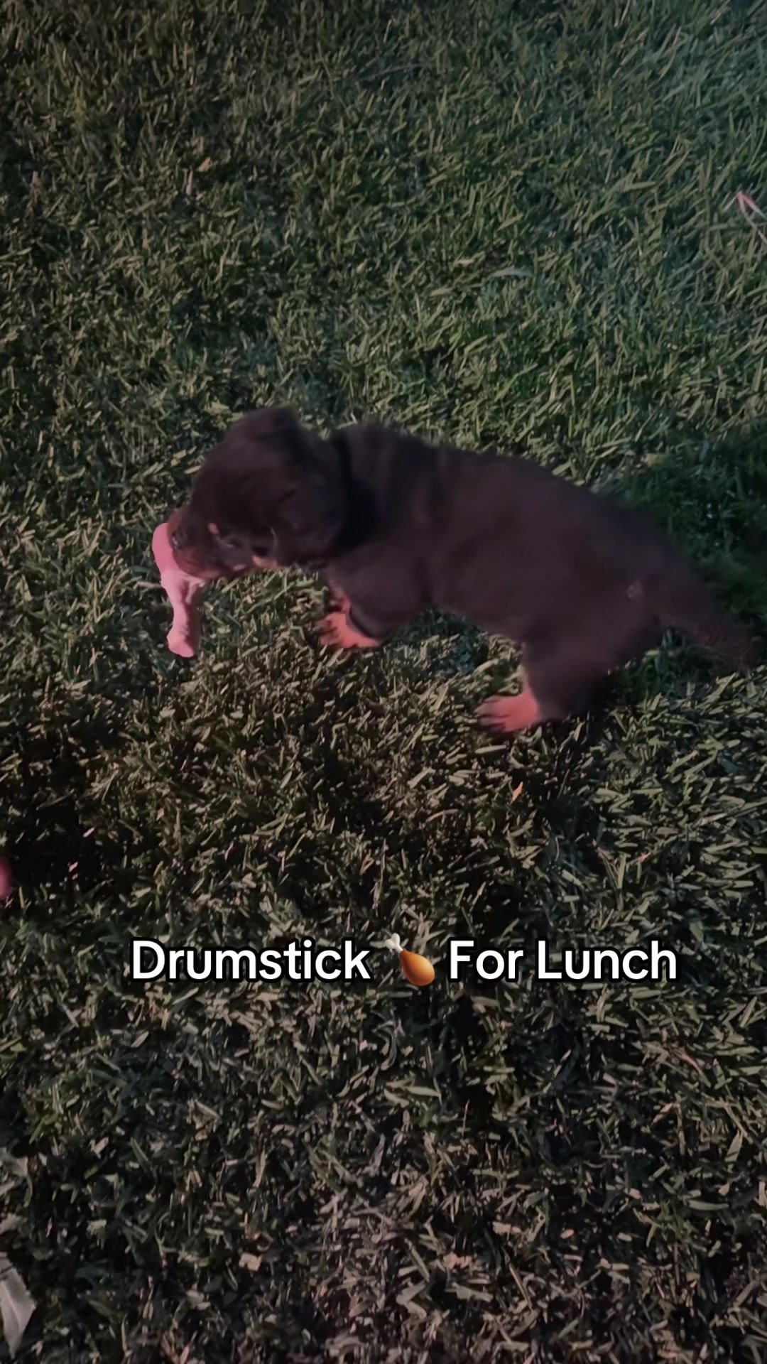 @King Rottweilers Kennel