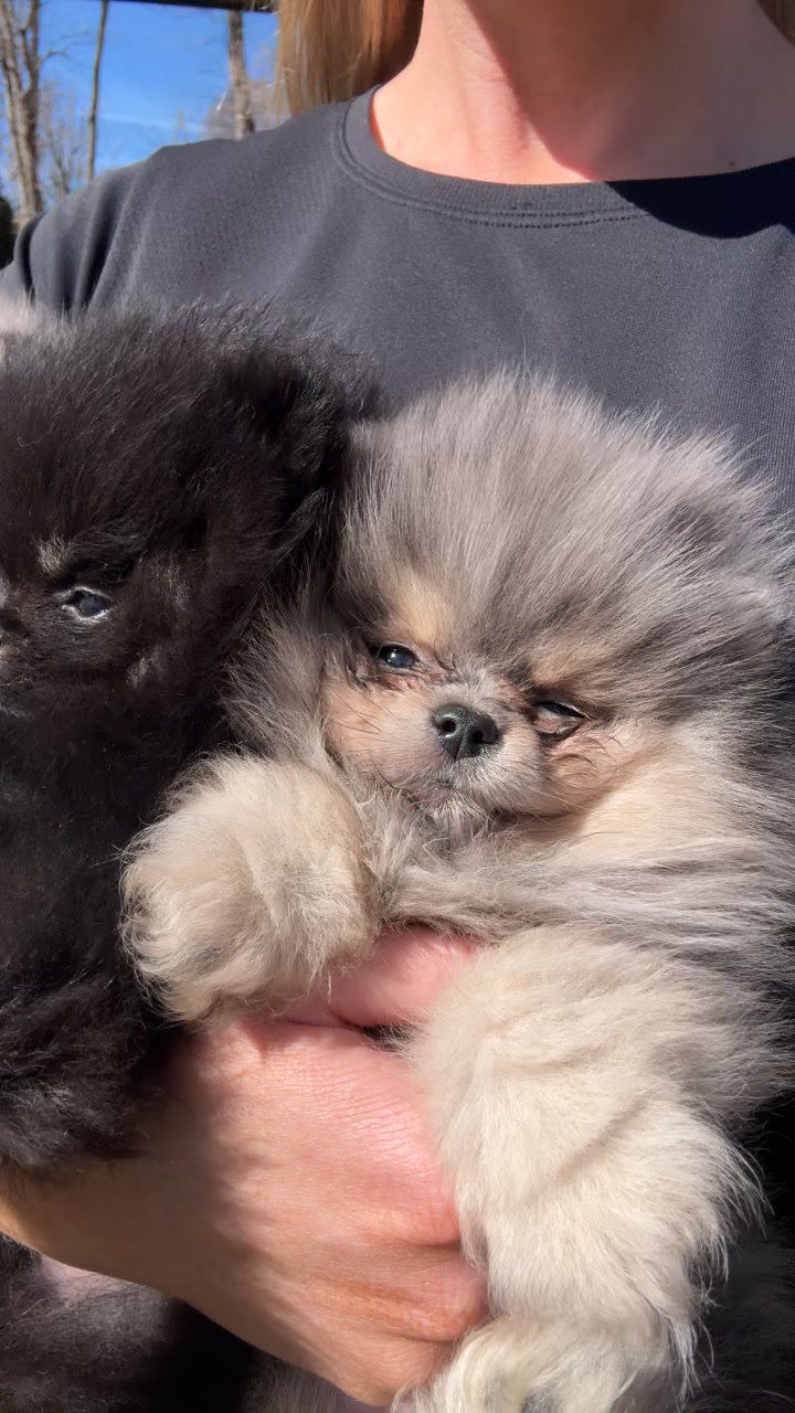 @Fingerlakes Pomeranians