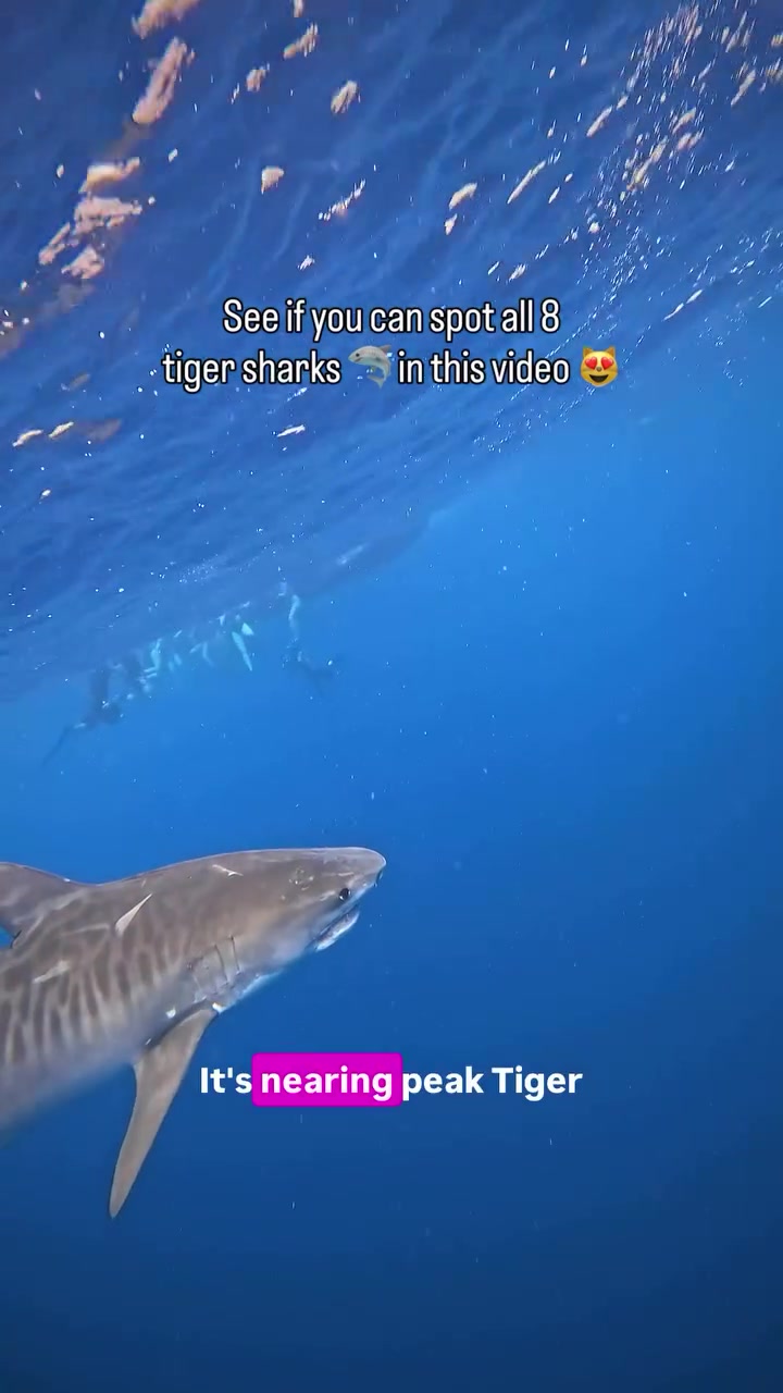 @Ocean Ramsey Sharks