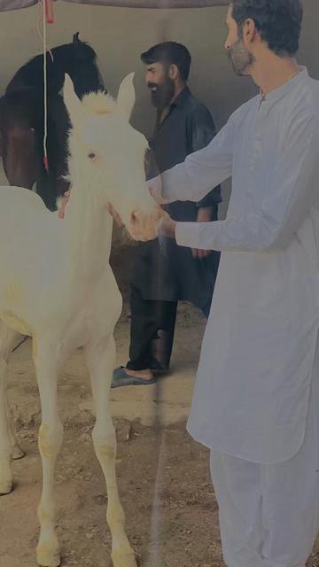 @Rai Usman
