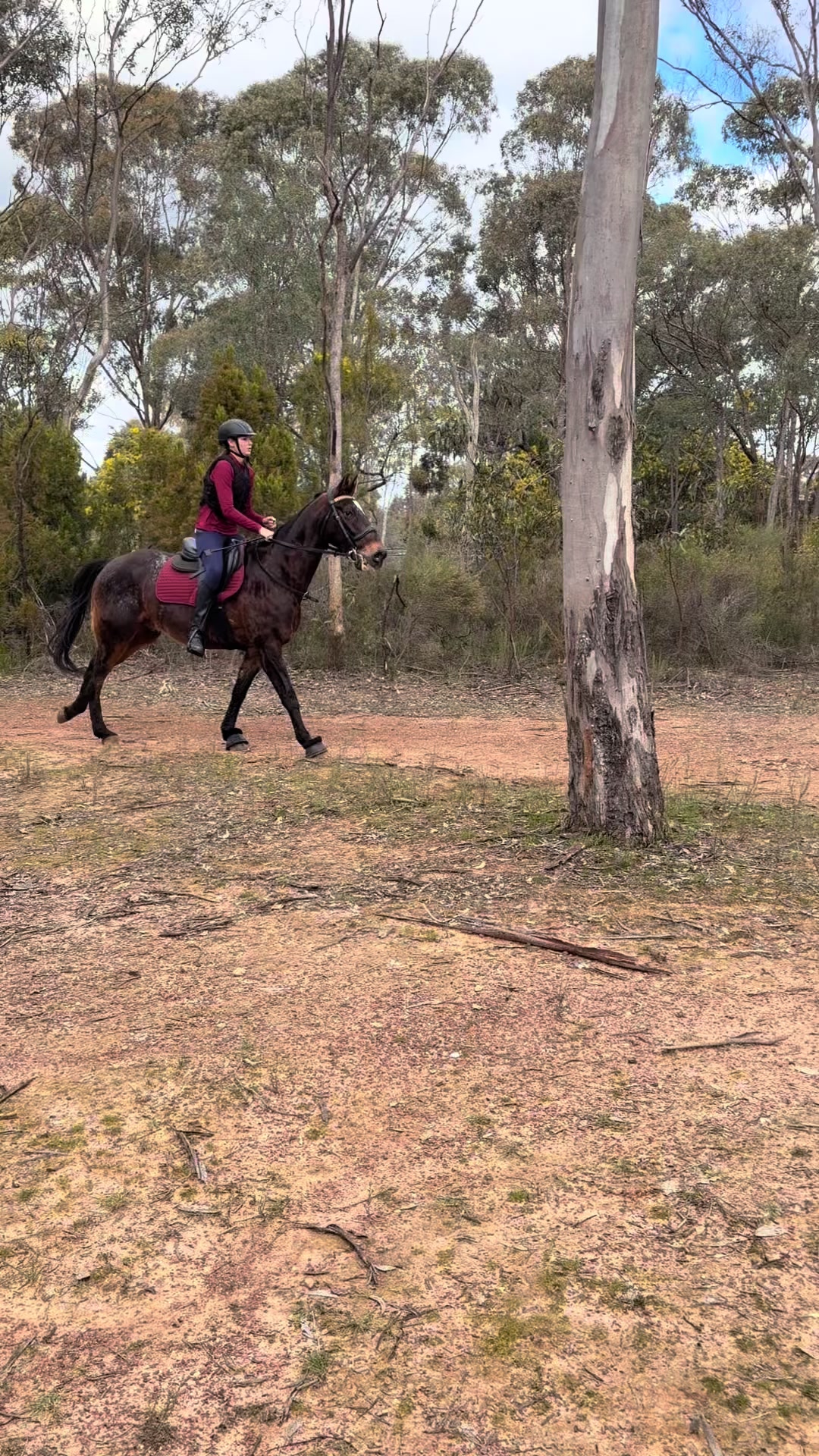 @t.equestrianxx