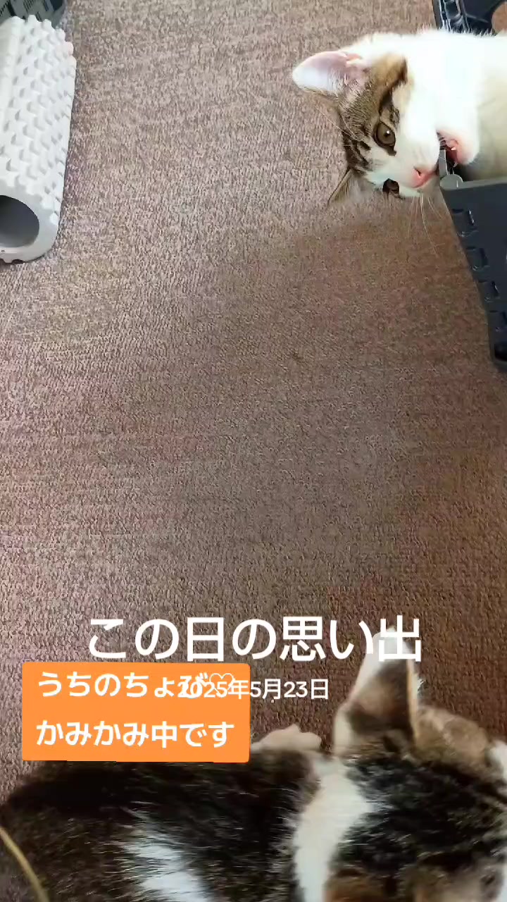 @ちょびみぃ兄弟❤︎🫧