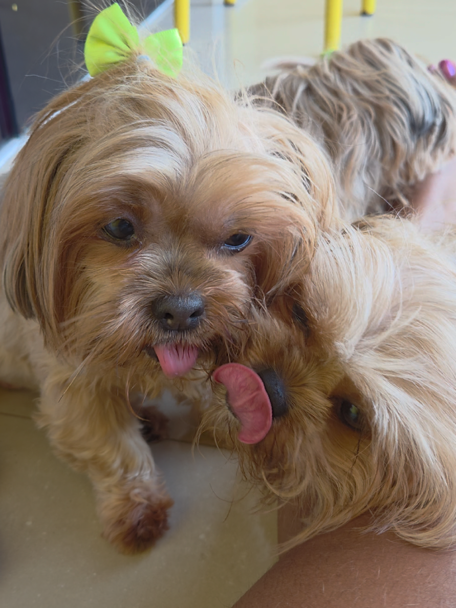 @Trio Pet Love