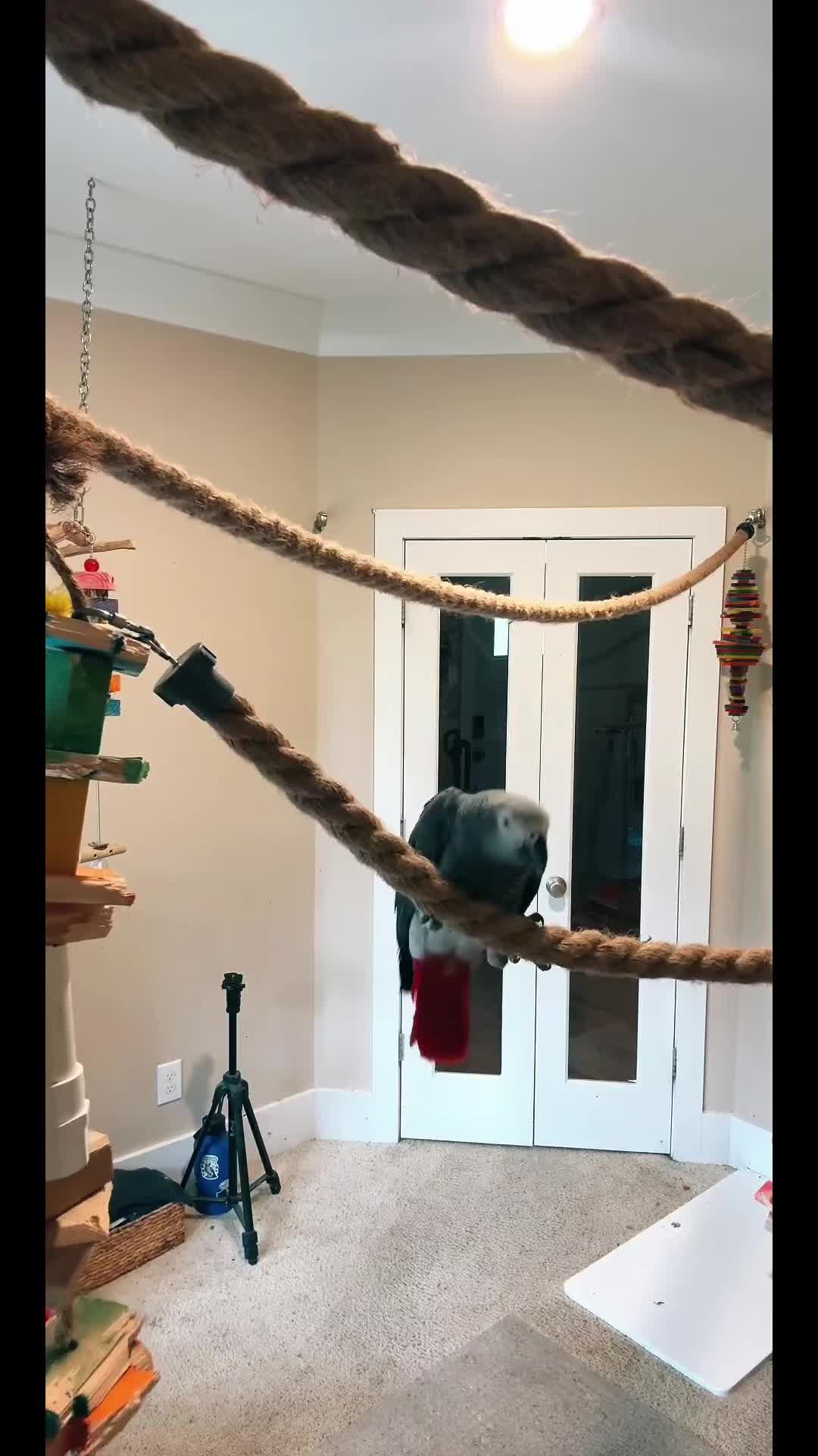 @thehinzoo