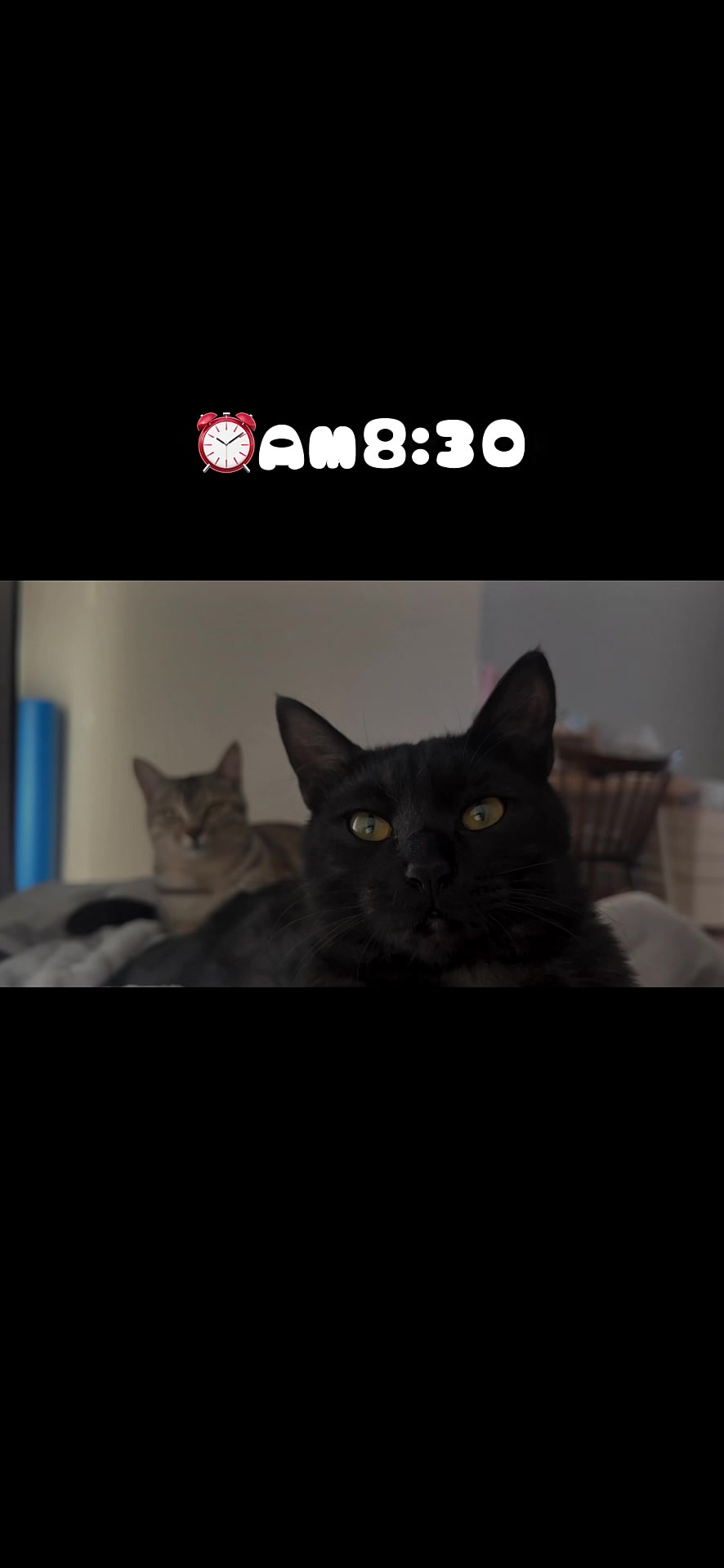 @飼い主とネコたち
