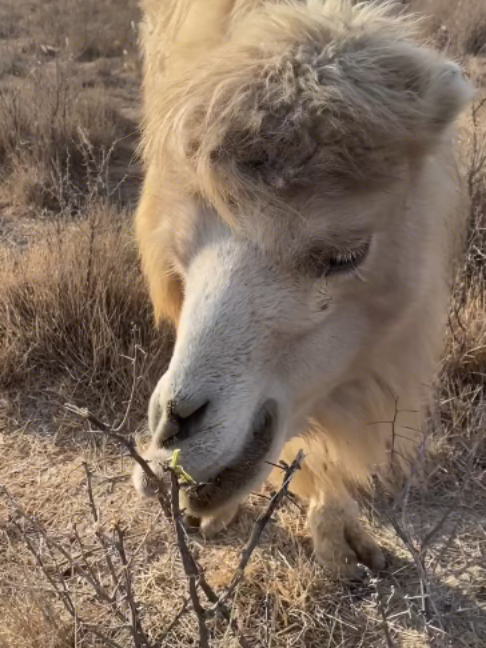 @Gislason Camel
