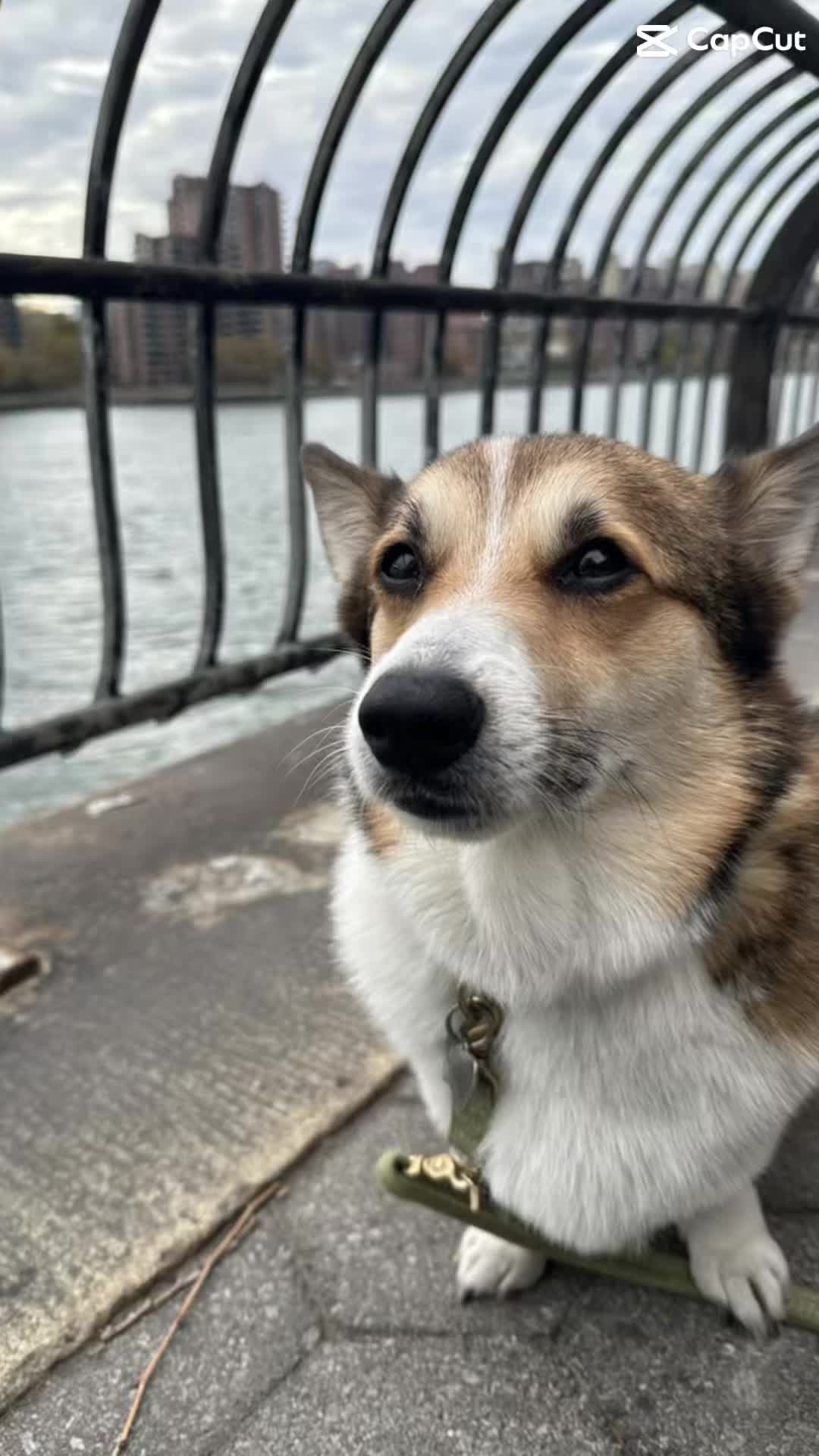 @Ollie The Corgi