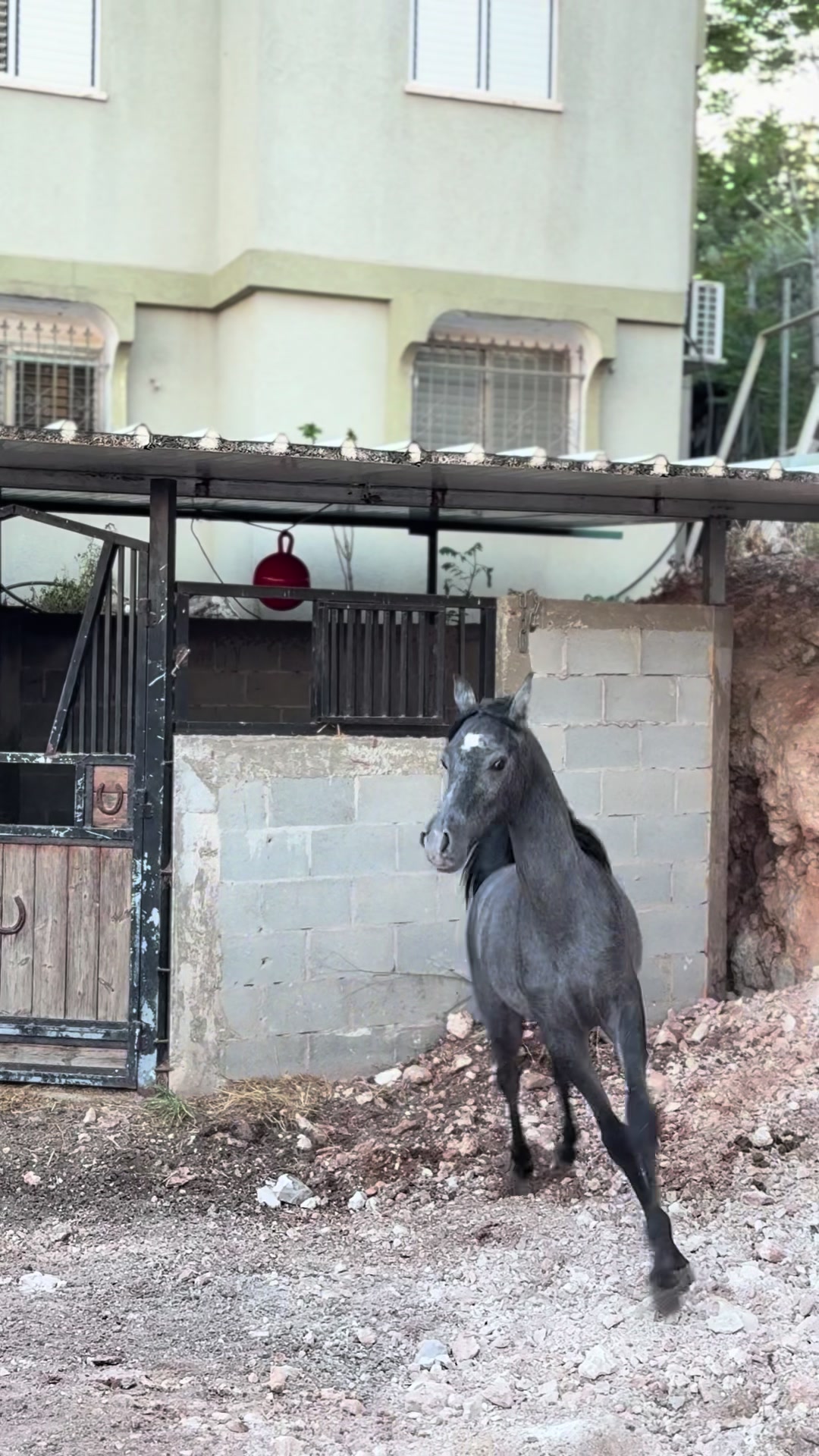 @חוסיין כעביה🐎