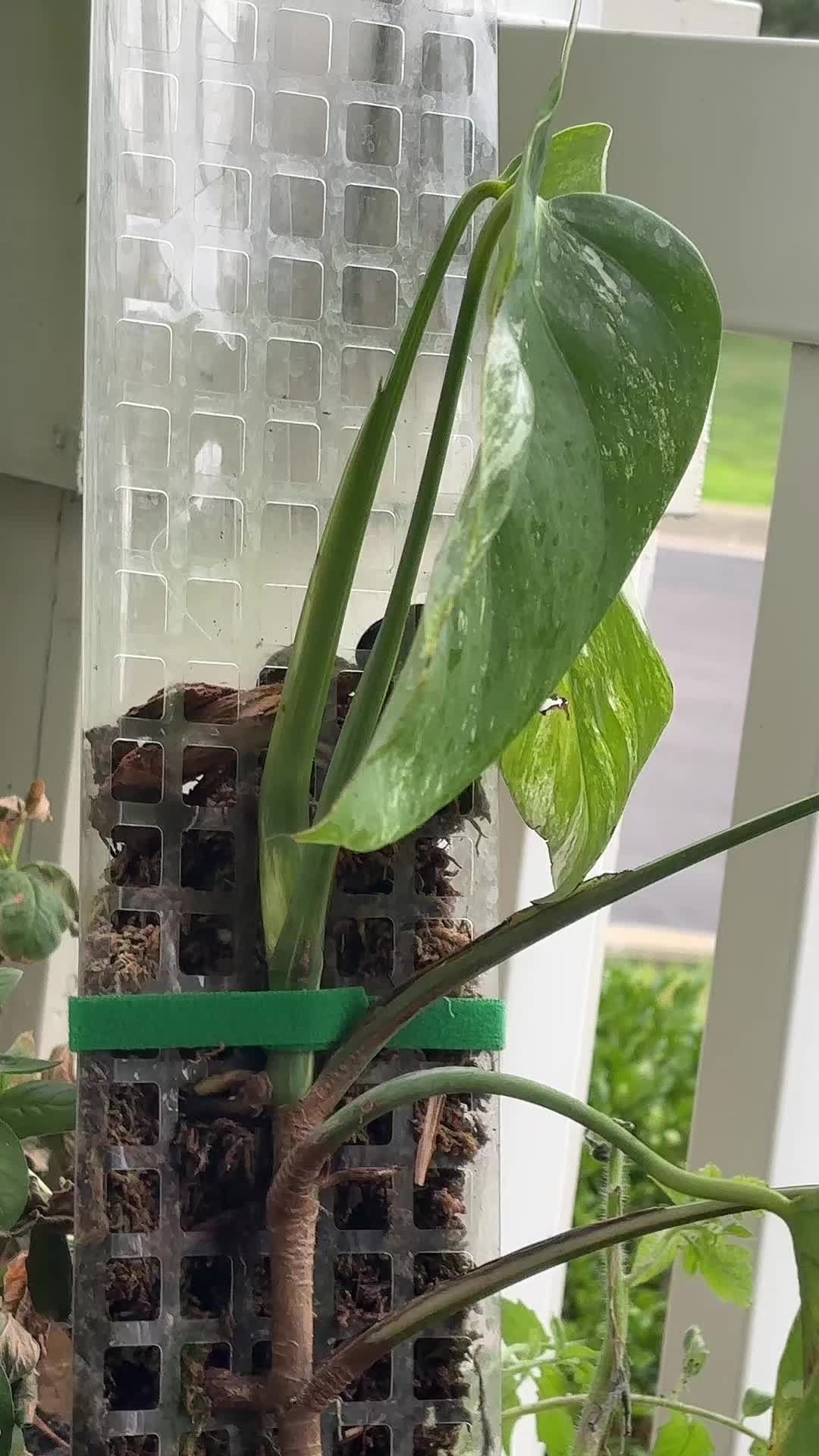 @greengirlgardens