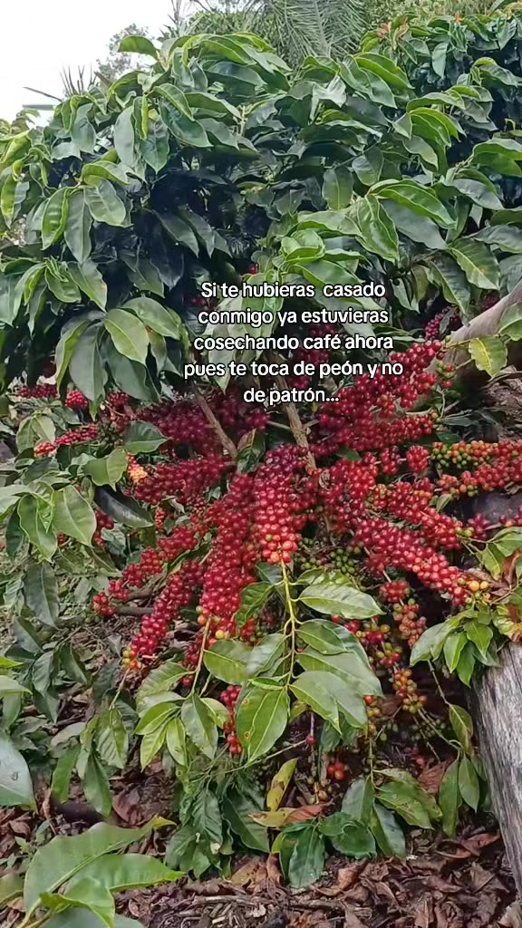 @Luna.
