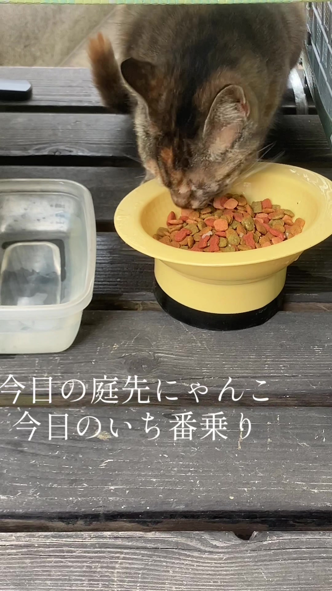@にゃん⭐︎にゃんZ