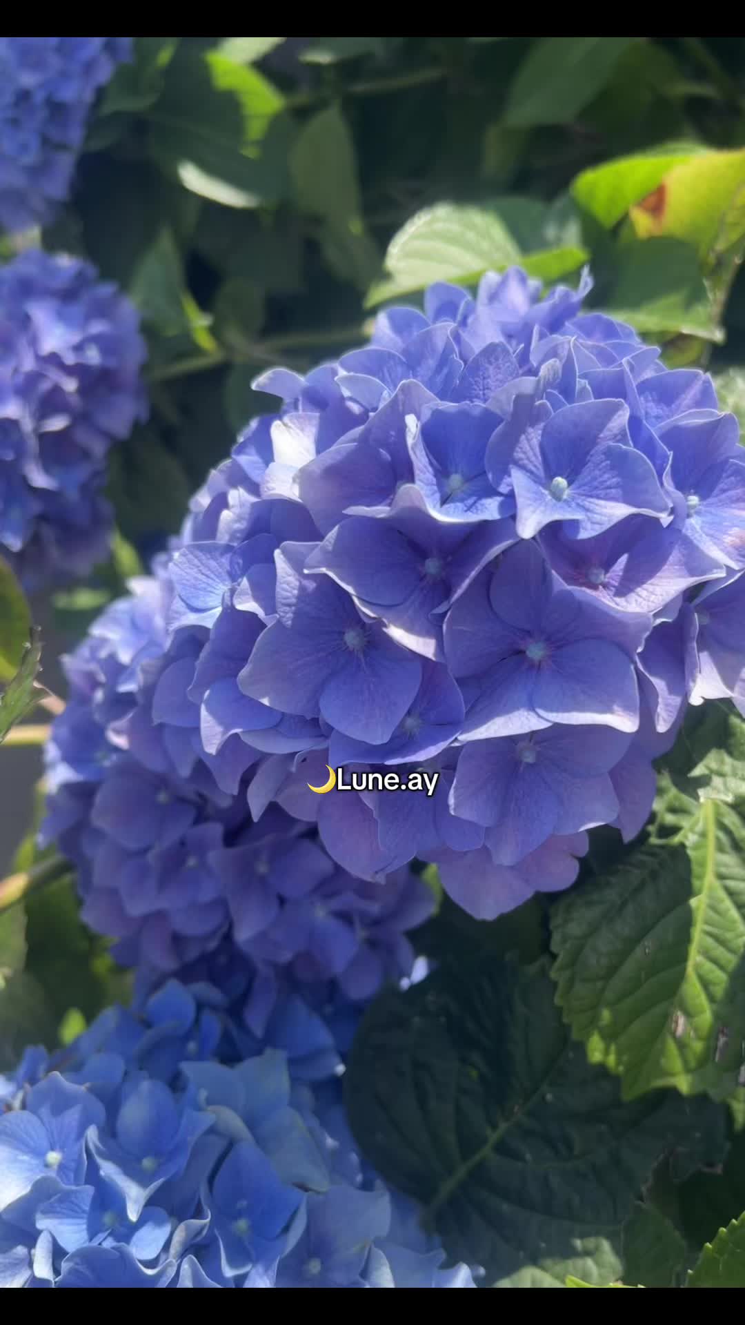 @🌙Lune.ay