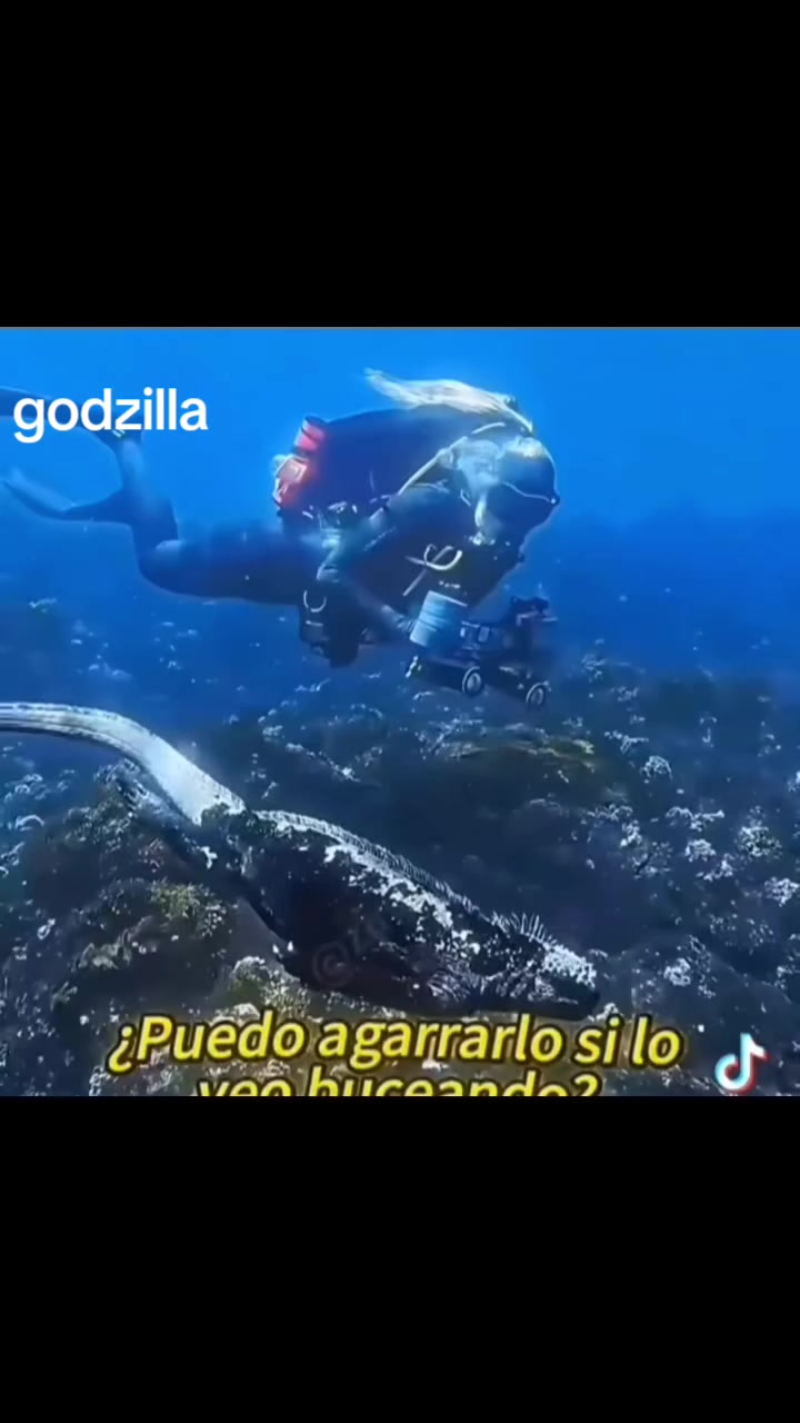 @Notificasion