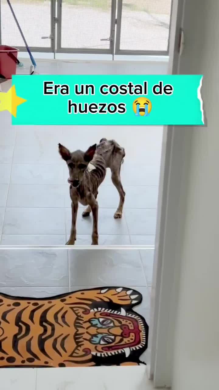 @Charlotte🐕🦺🐈🐕🦬🐐🐎🐄🐒