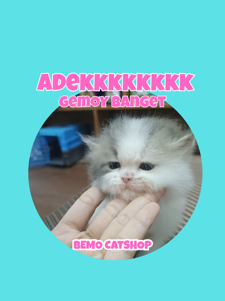 @Bemo Catshop