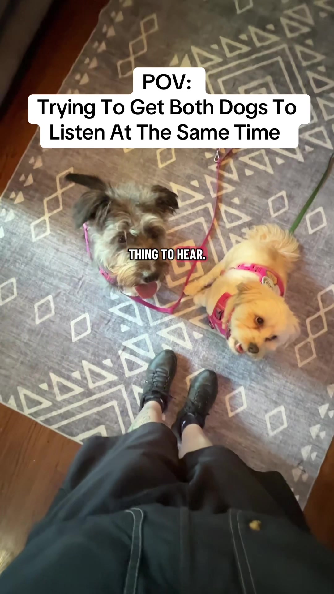 @Best Buddy Dog Trainer LLC