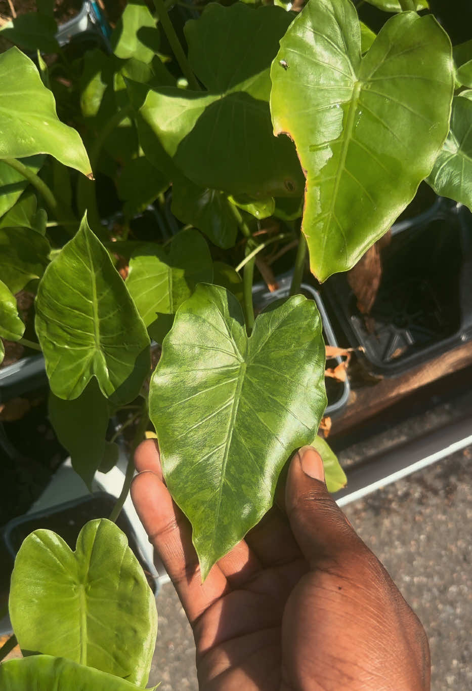 @Plant Deco ATL