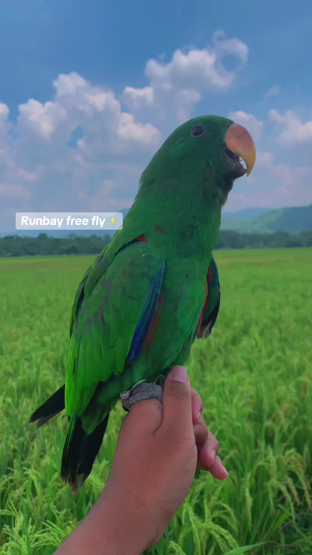 @Seputar Burung Free Fly