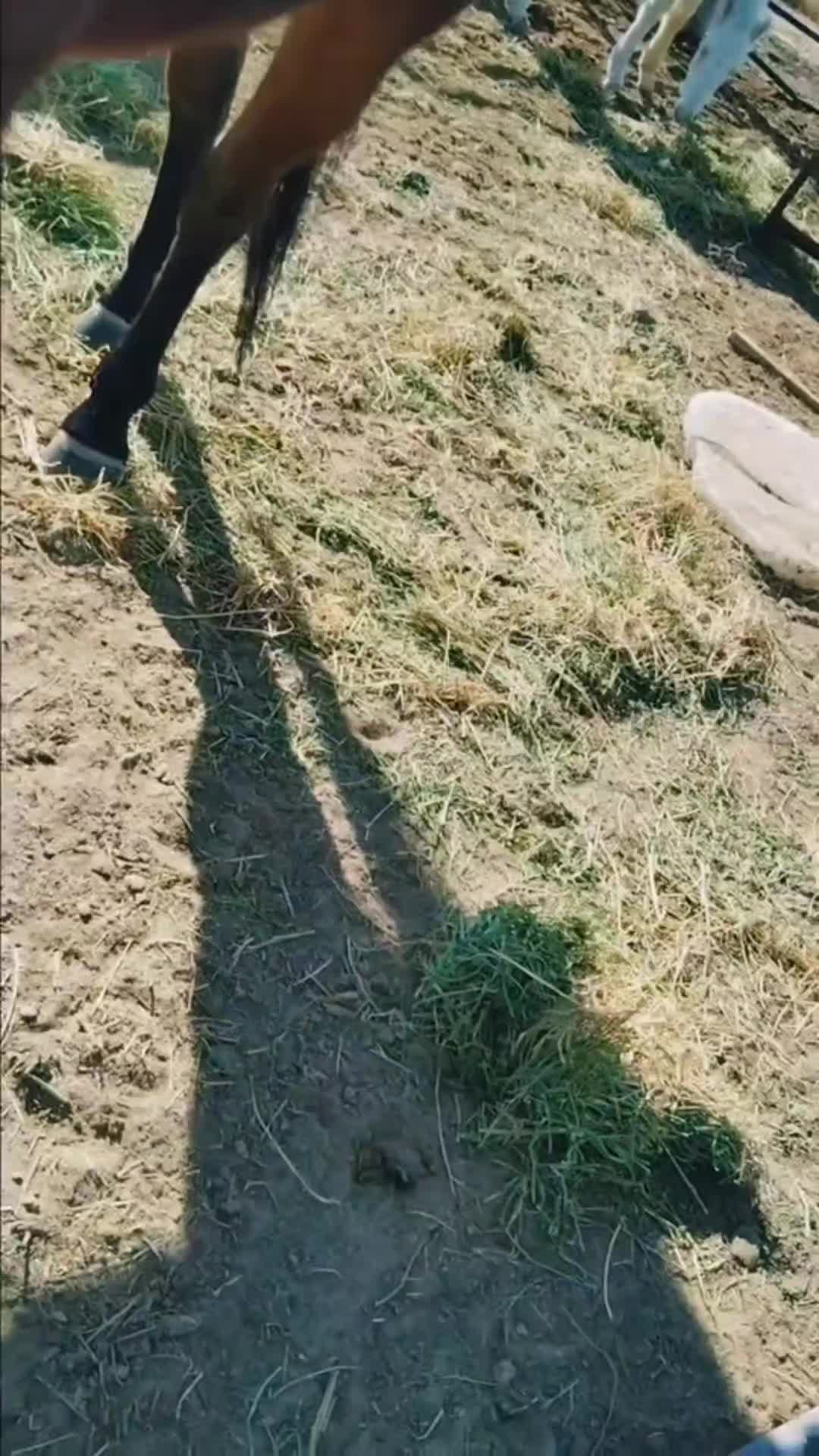 @newmexflex