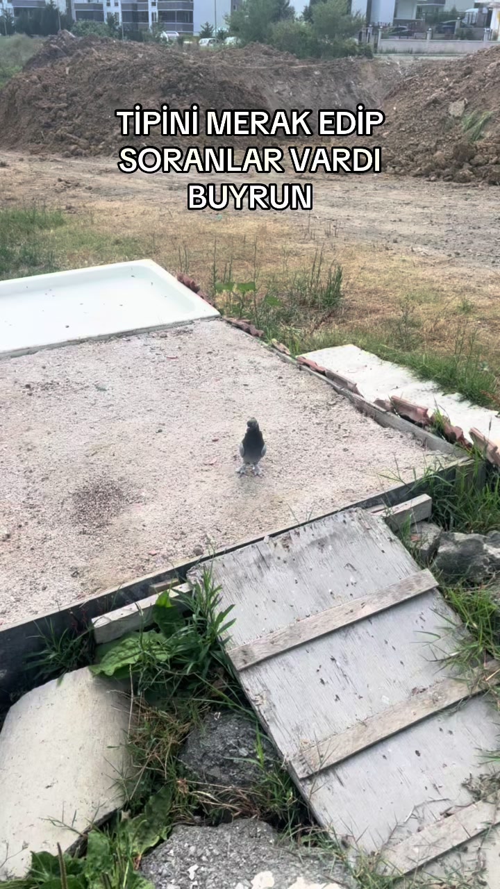 @Ufuk Ak&ccedil;ay MATADORLAR