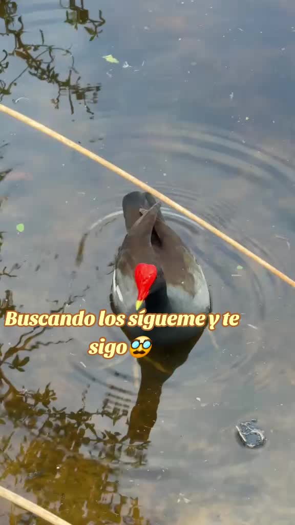 @El l&iacute;mite es el cielo.