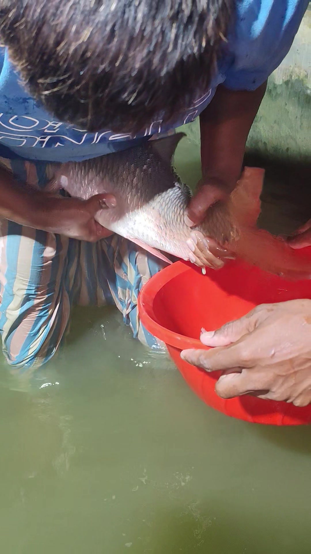 @Fish Lovers Bangladesh