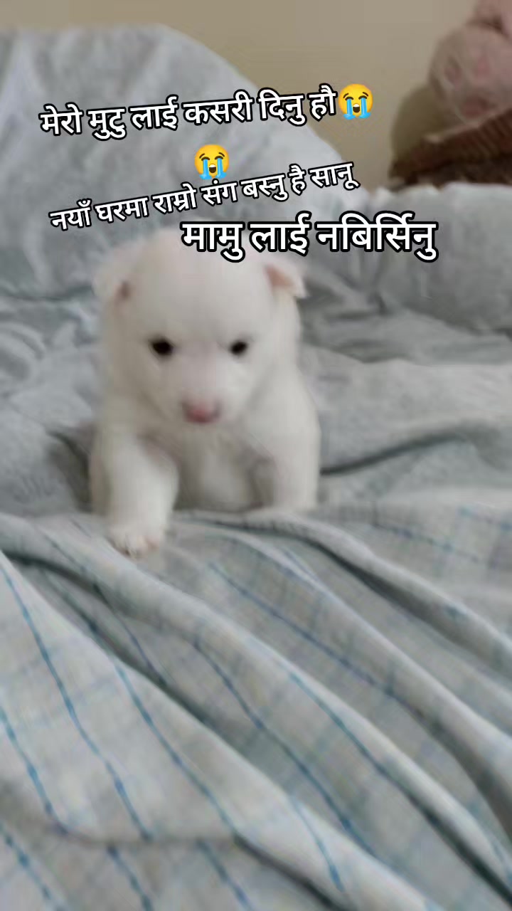 @SEET SAI🌹🌹