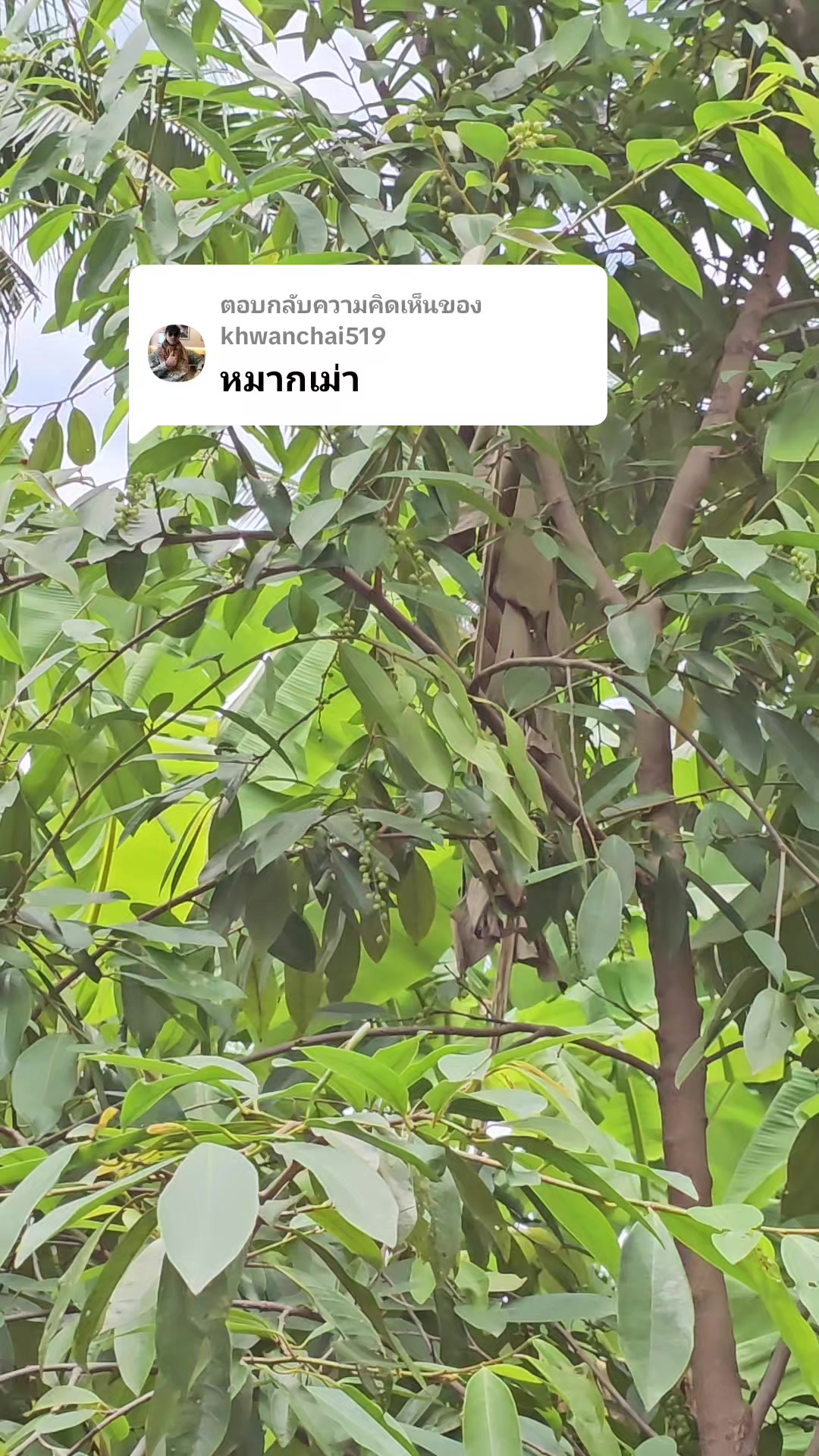 @🌈👜🪙💫☘️Natchanok💜🧿🪬🐦🔥