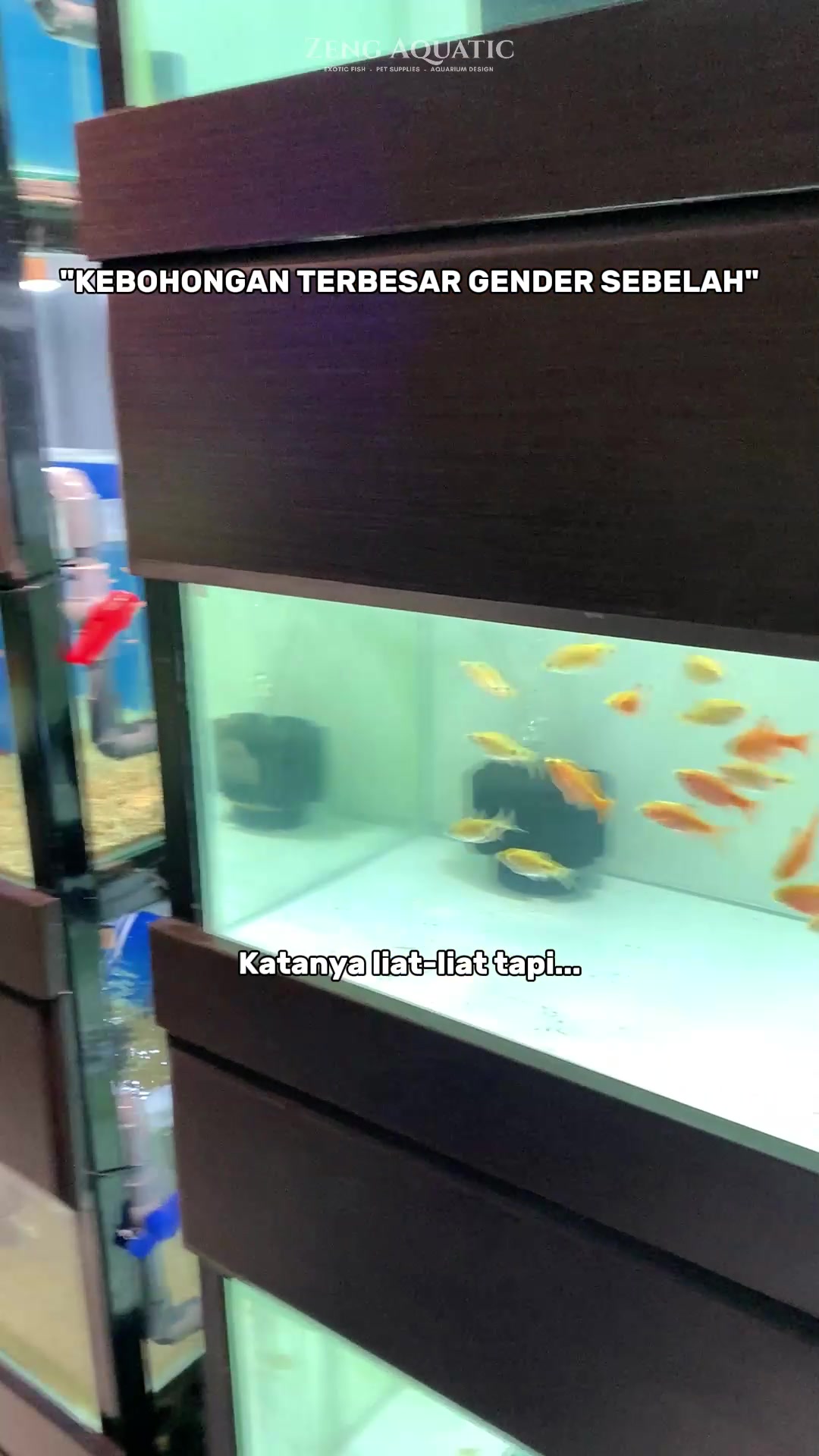 @Zeng Aquatic Indonesia