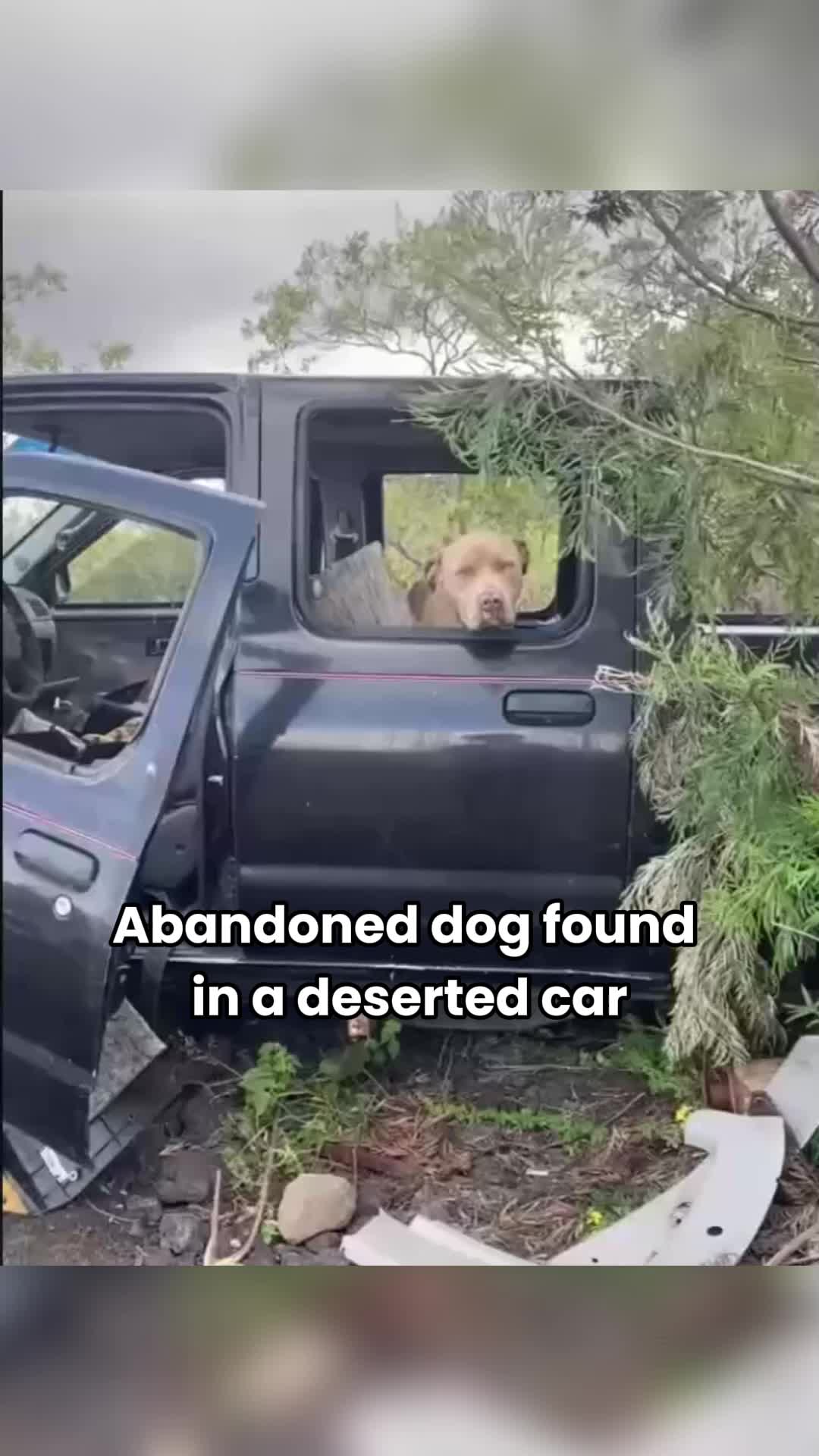 @Animals Stories