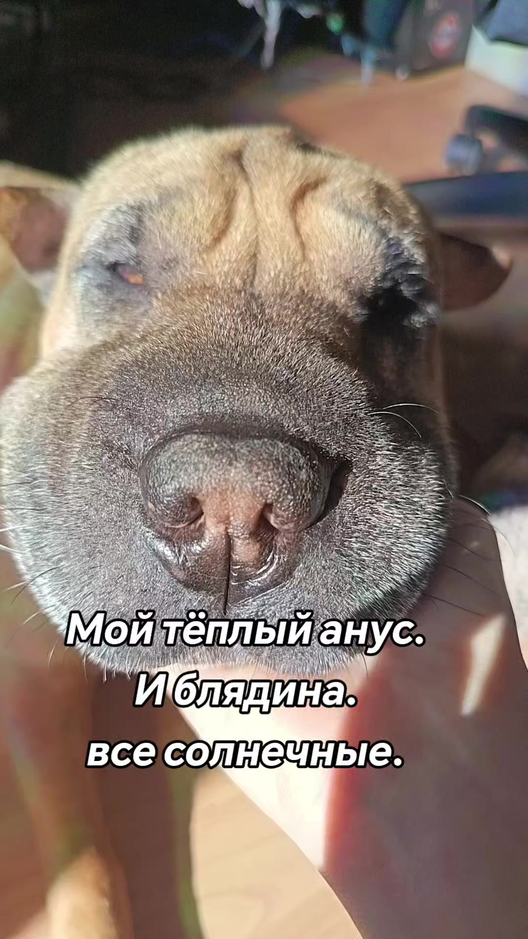 @amusleninblyadina