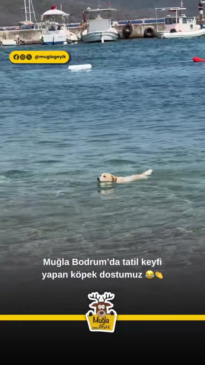 @Muğla Geyik