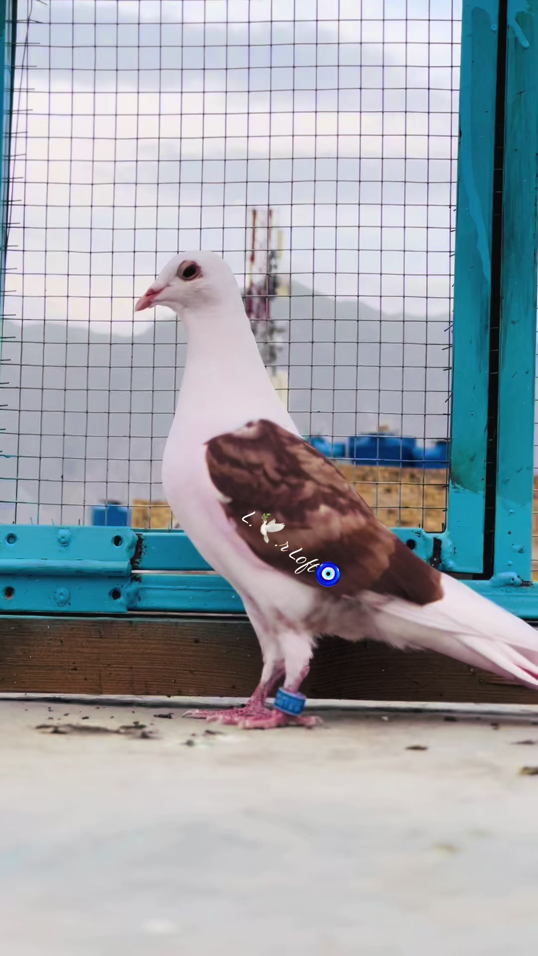 @🕊️L.R .Loft.Q.z.Meer’s.Loft🦅