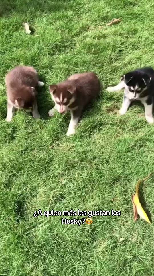 @Dogsr_rd1