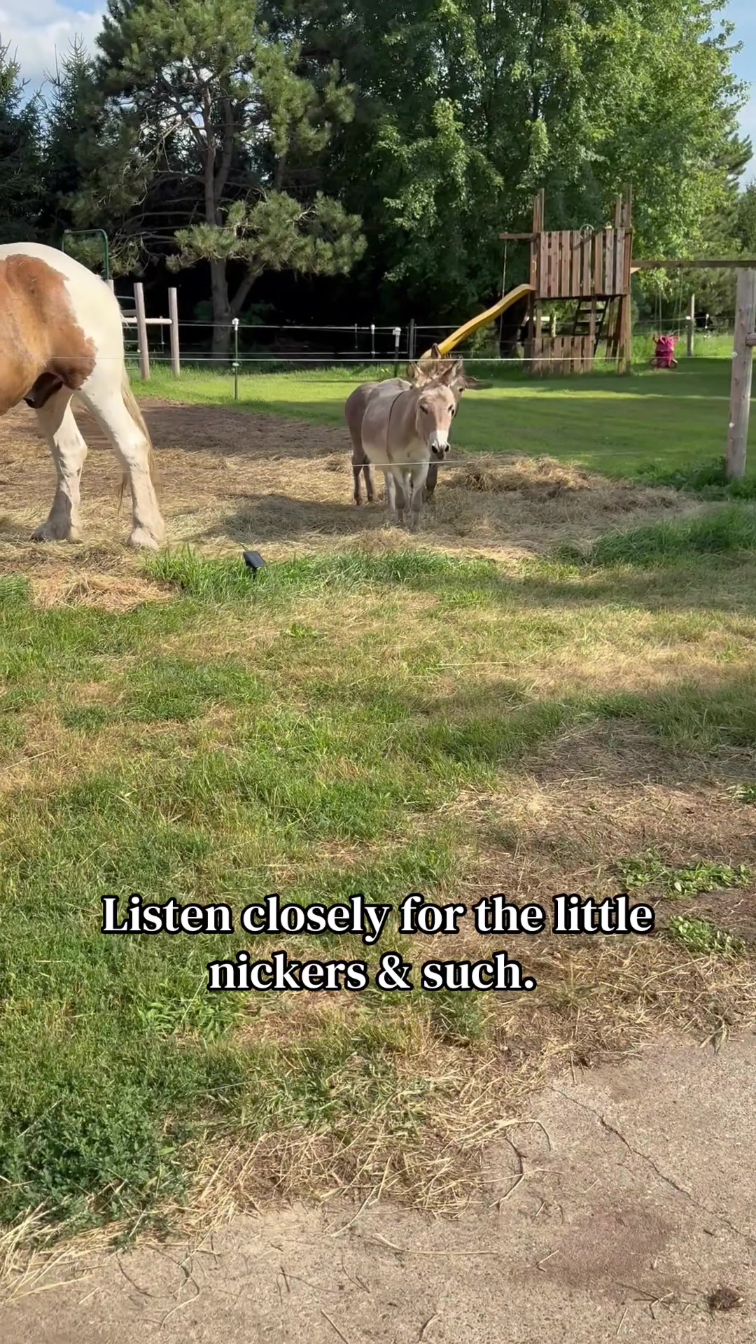 @Safe Place Pastures, Inc.