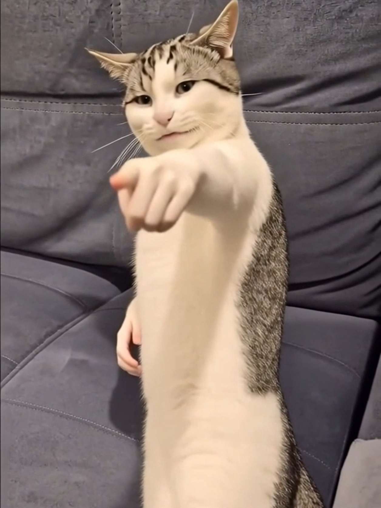 @Я кошка Зинаида