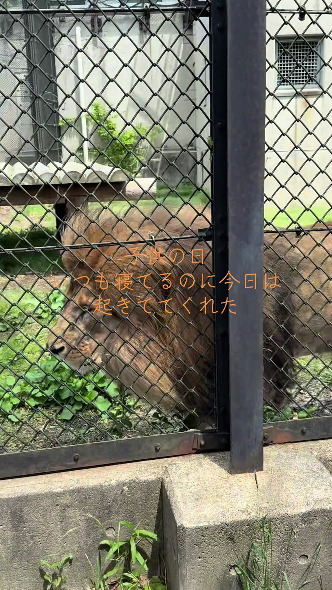 @デブデブ船長