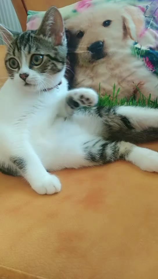 @💞S̴E̴V̴D̴A̴ ̴💞KEDİ💞