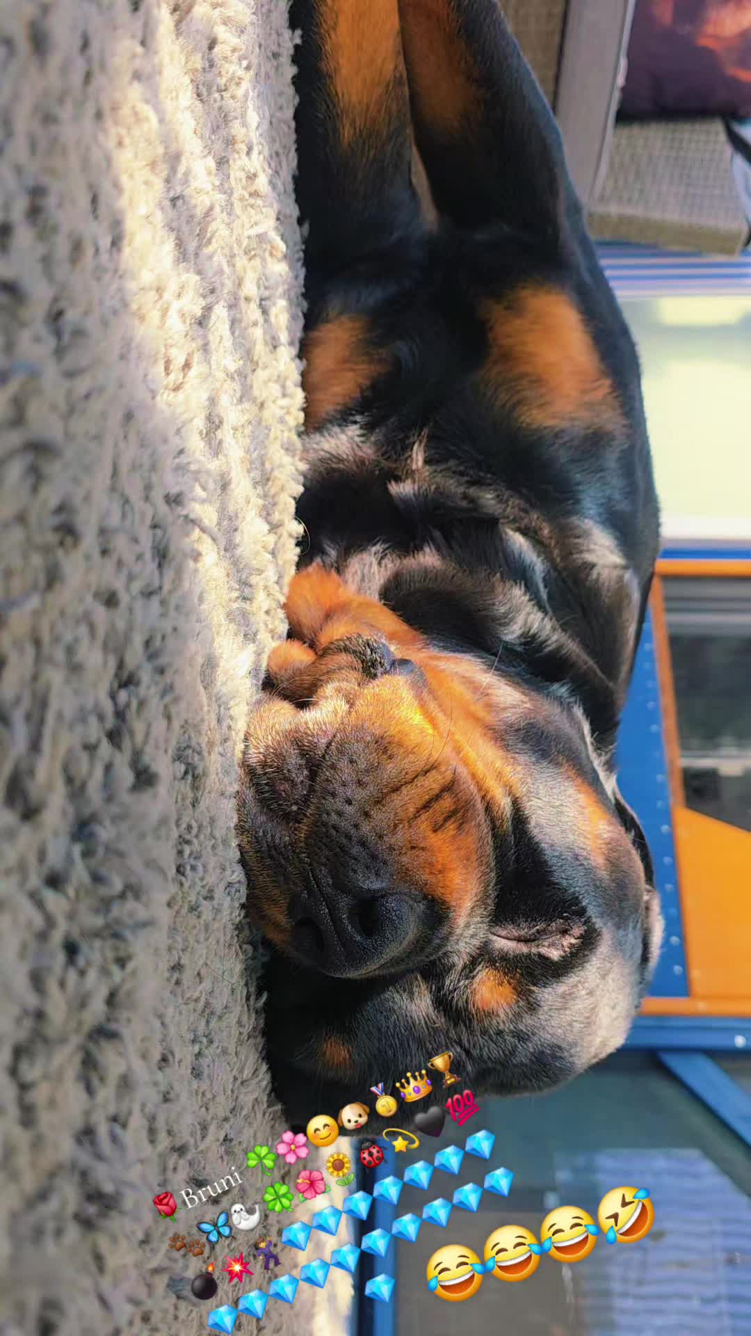 @Rottweiler Bruno