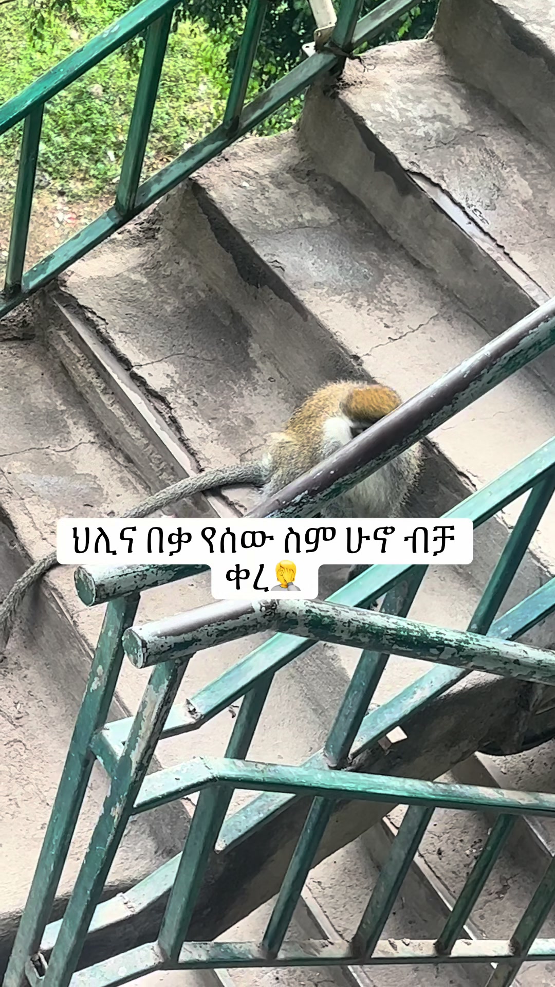 @Fafi hawassa🎈