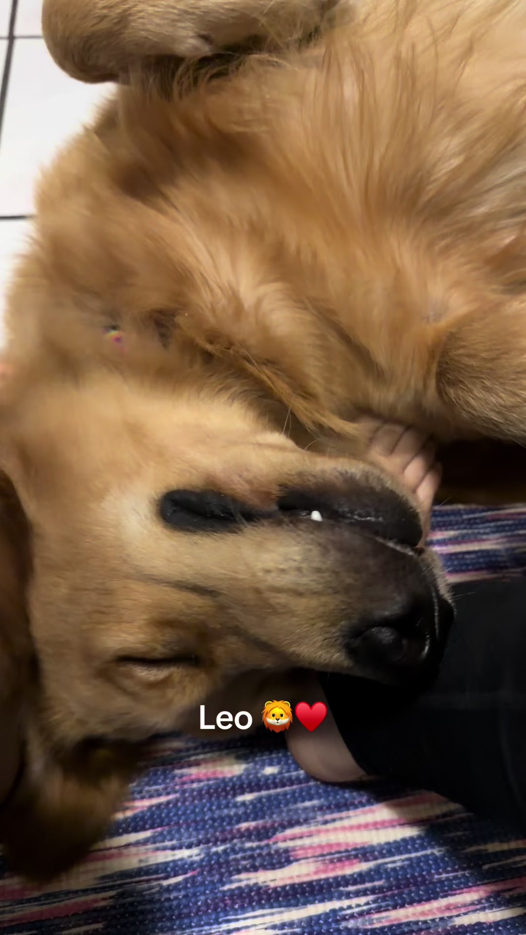@Dog’s life 🐕